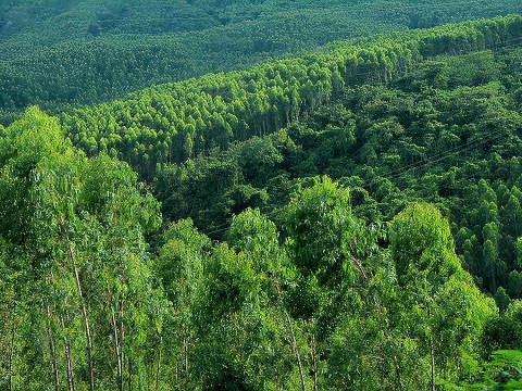 Forest Certification
