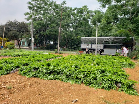 Cung cấp cây giống Keo chất lượng cao để trồng rừng