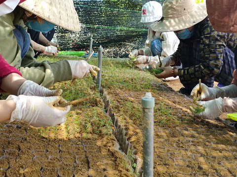 Các nhân viên kỹ thuật QNAFOR thực hành cấy cây con ra bầu
