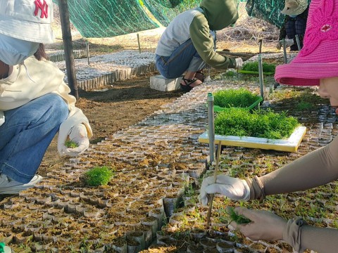 Tập huấn kỹ thuật cấy cây ra bầu